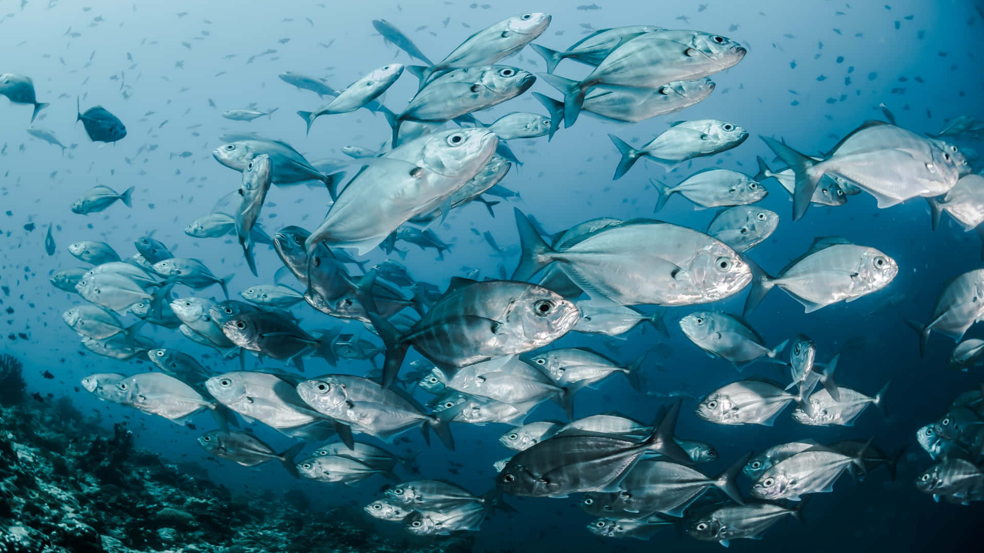 Skole af farverige fisk svømmer under overfladen af ​​Caribienhavet Wallpaper