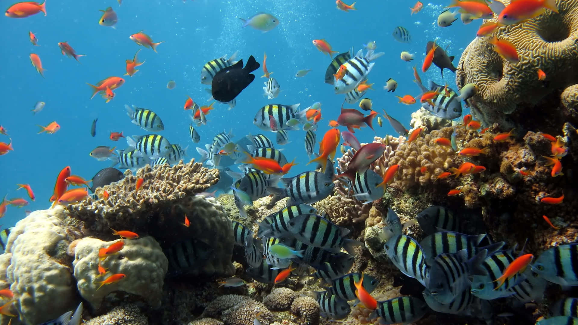 Einegroße Gruppe Von Fischen Schwimmt Im Ozean Wallpaper