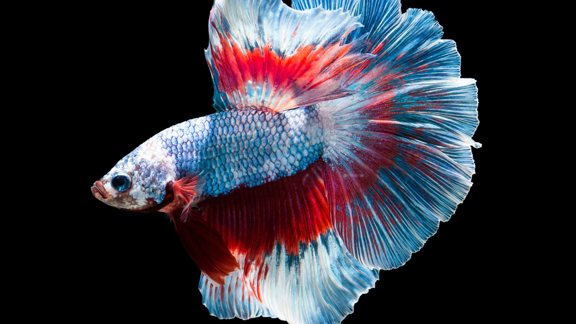 Farverige fisk svømmer fredelig imod koralrev Wallpaper