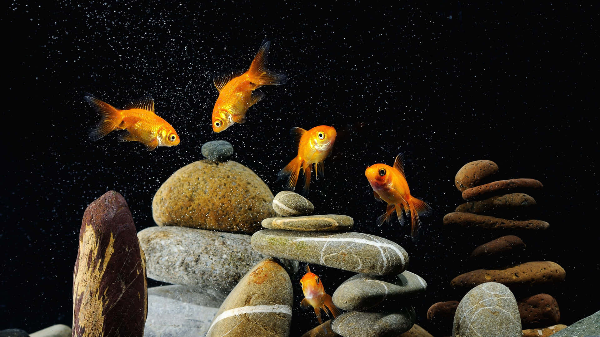 4K Fisk forskellige guldfisk i et akvarium tapet Wallpaper