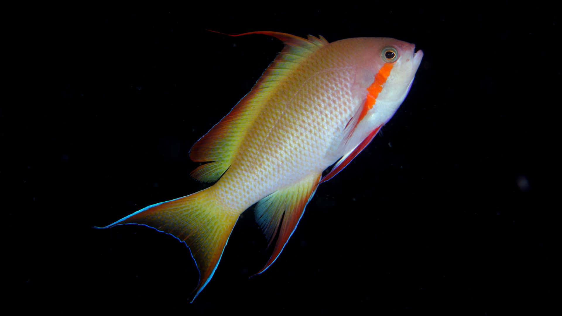 En fisk svømmer i mørket Wallpaper