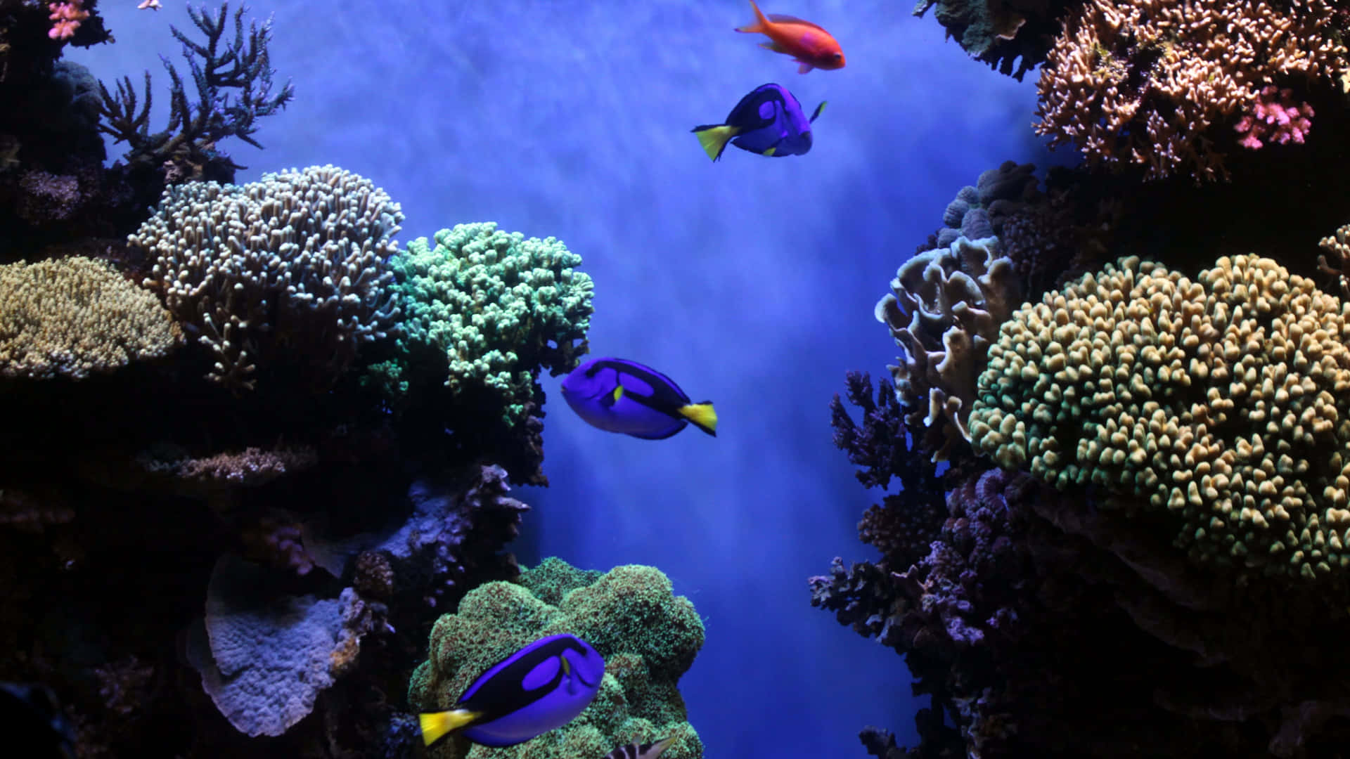 Majestic coral reef with colorful backdrop of fish Wallpaper
