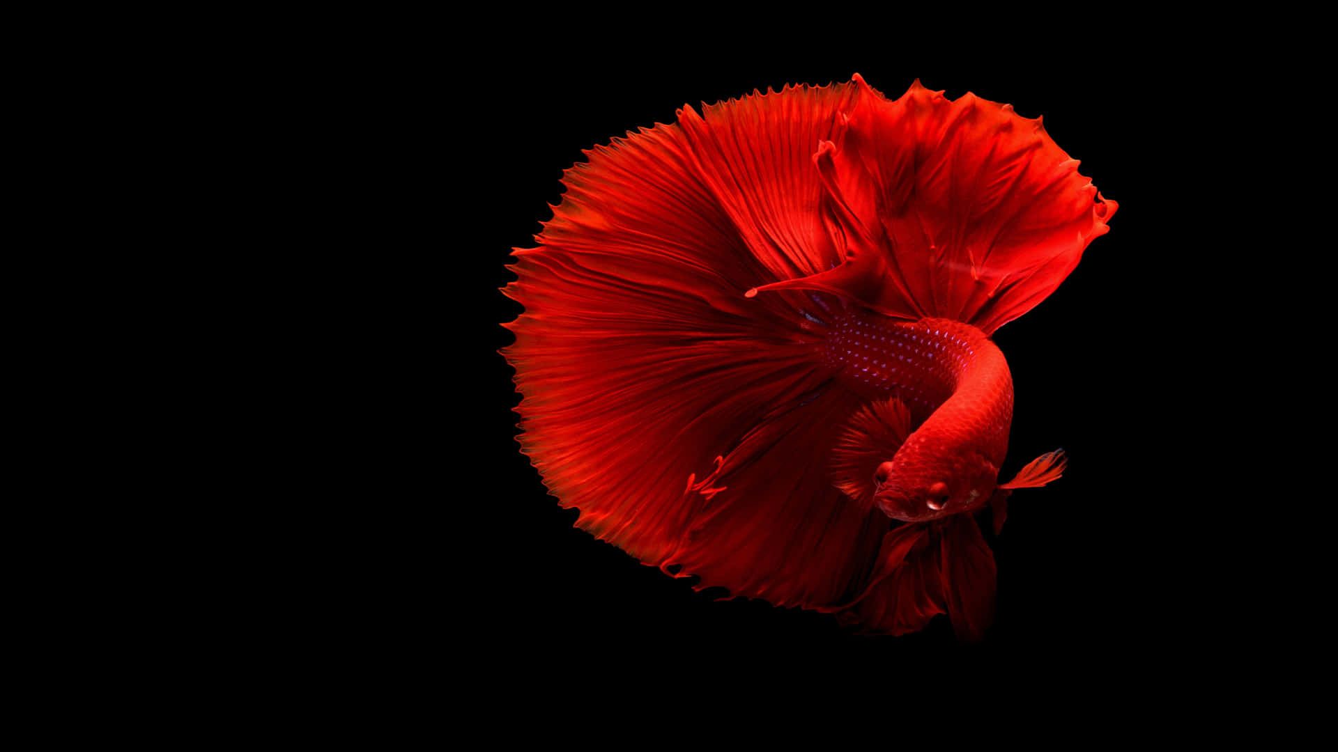 "A colorful school of 4K fish swimming gracefully underwater" Wallpaper