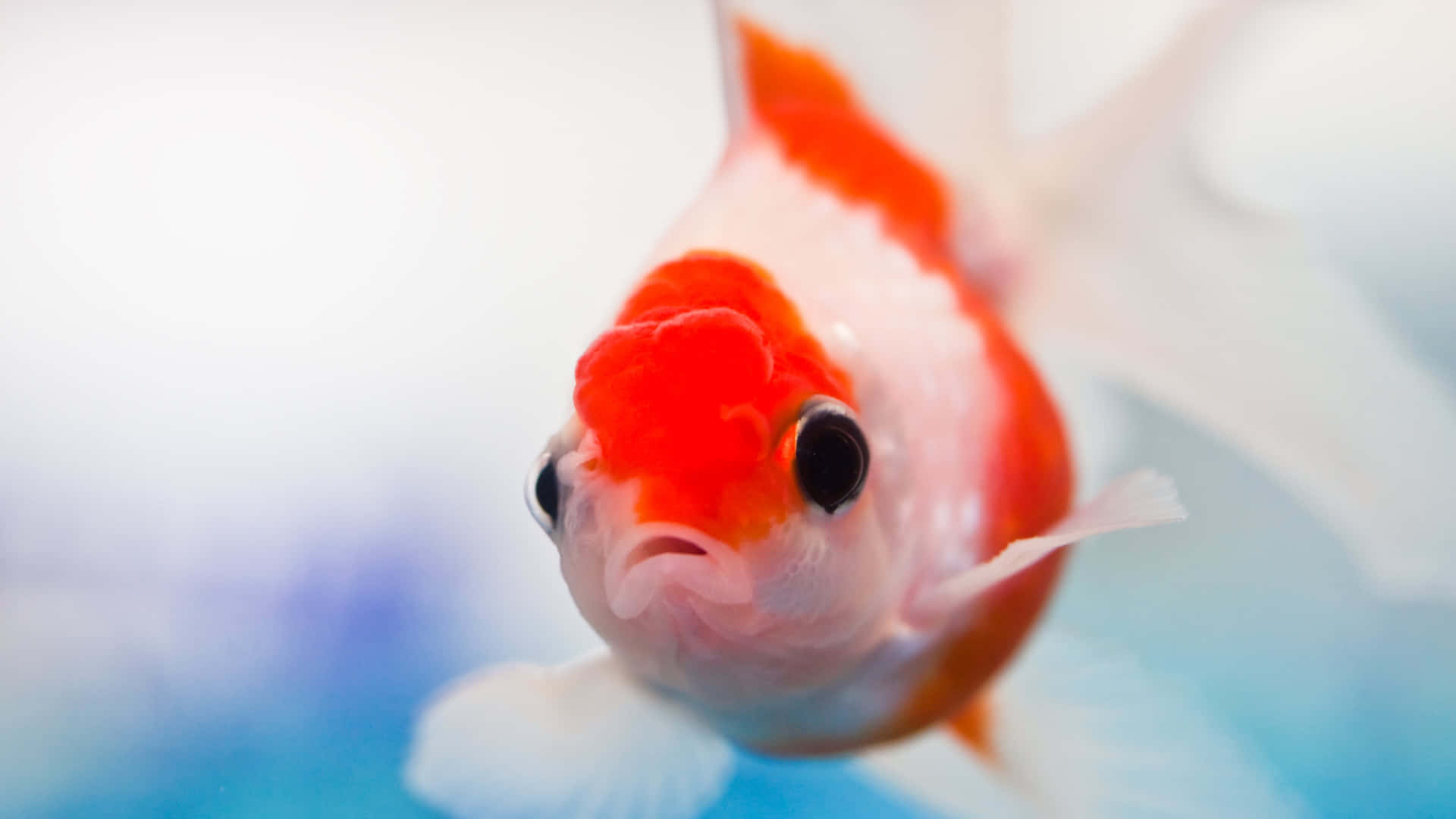 Goldfish Photos, Download The BEST Free Goldfish Stock Photos & HD Images