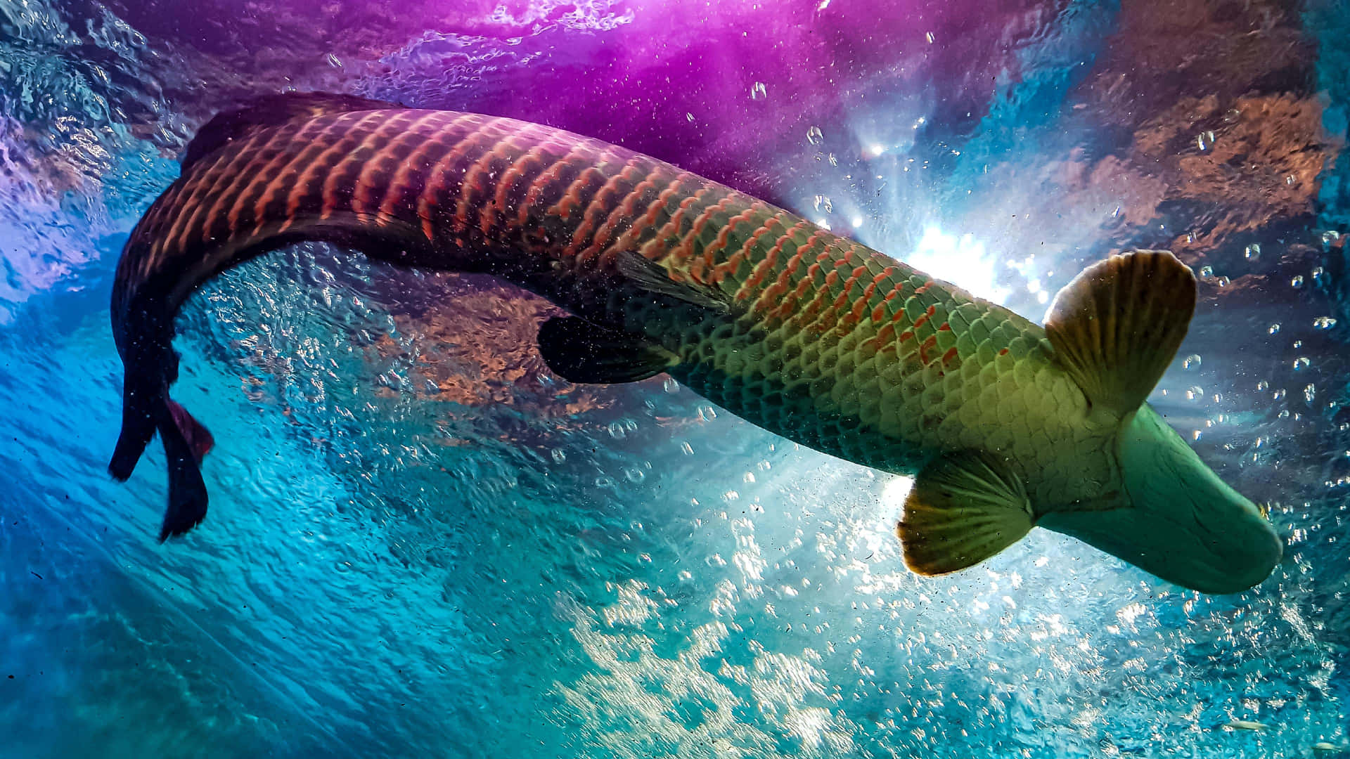 En stor fisk der svømmer i vandet Wallpaper