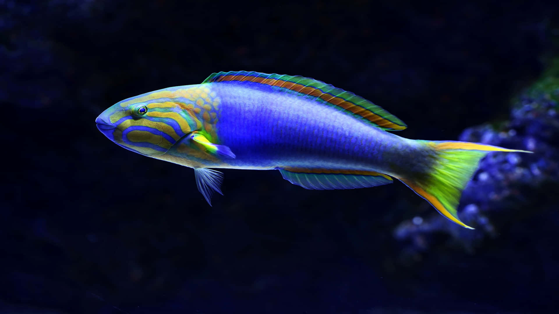 Intriguing 4k Fish Featuring A Sunset Wrasse Wallpaper