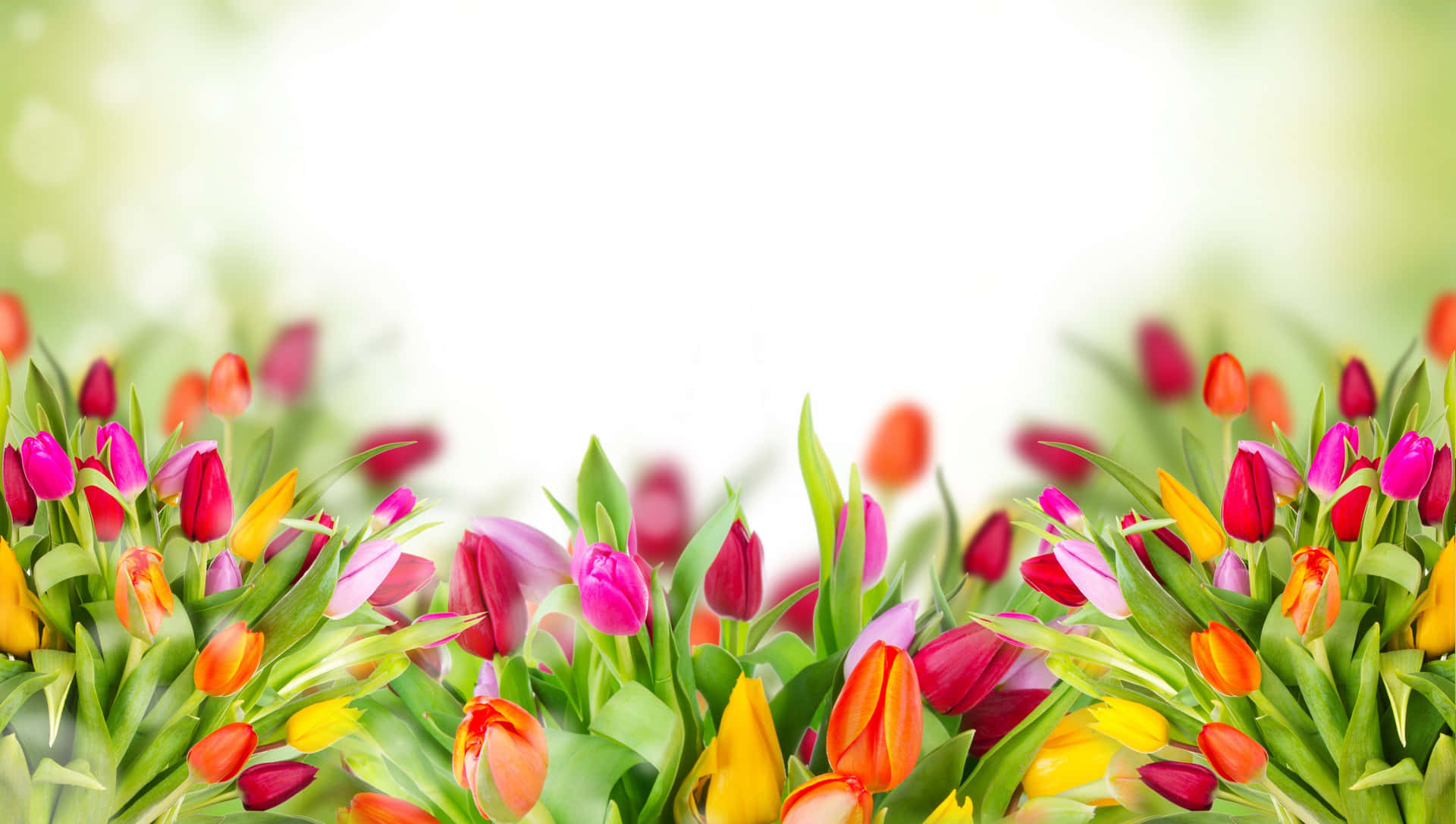 Colorful Tulip Buds 4k Flowers Background