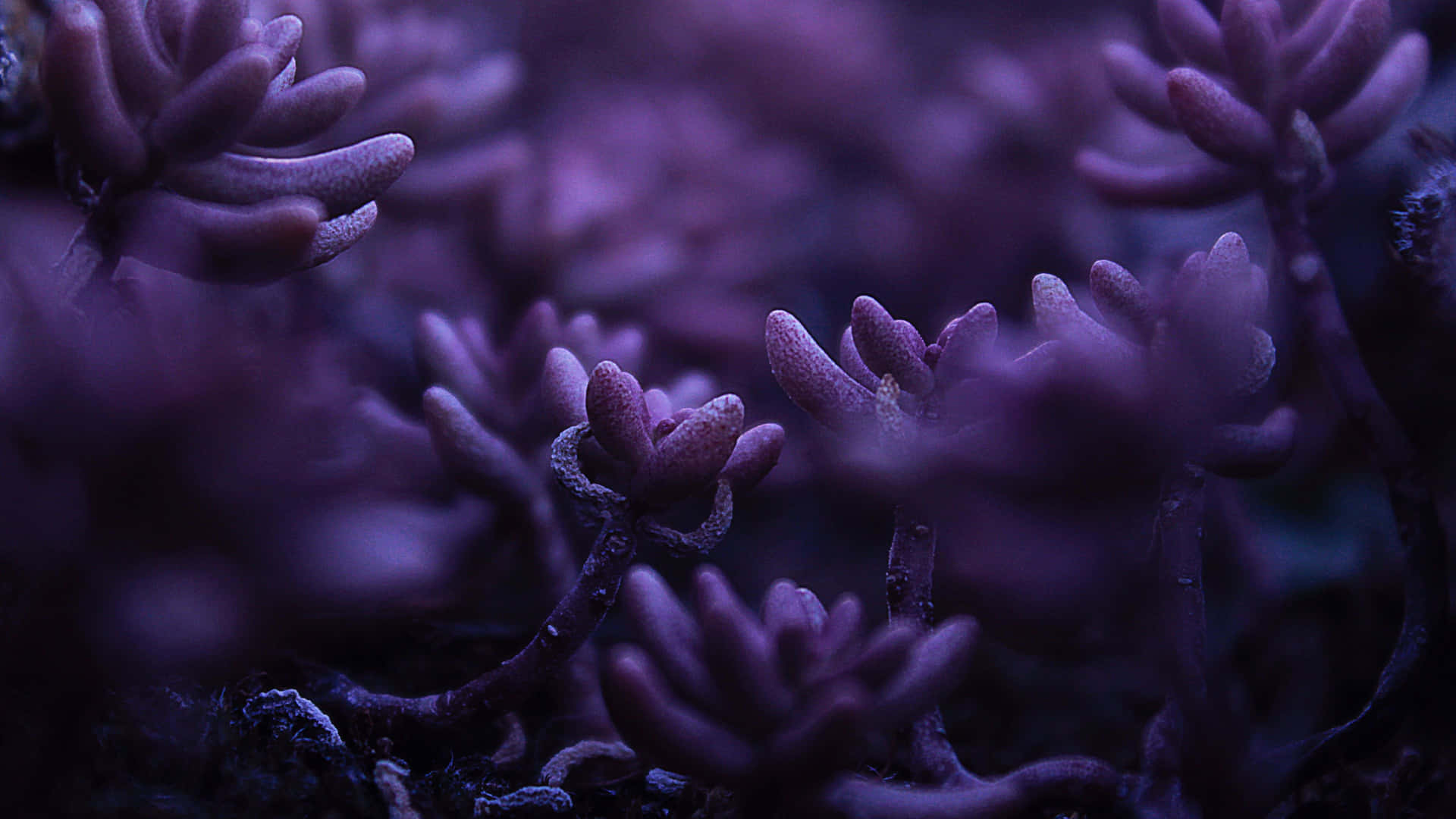 Strange Purple Petals 4K Flowers Background