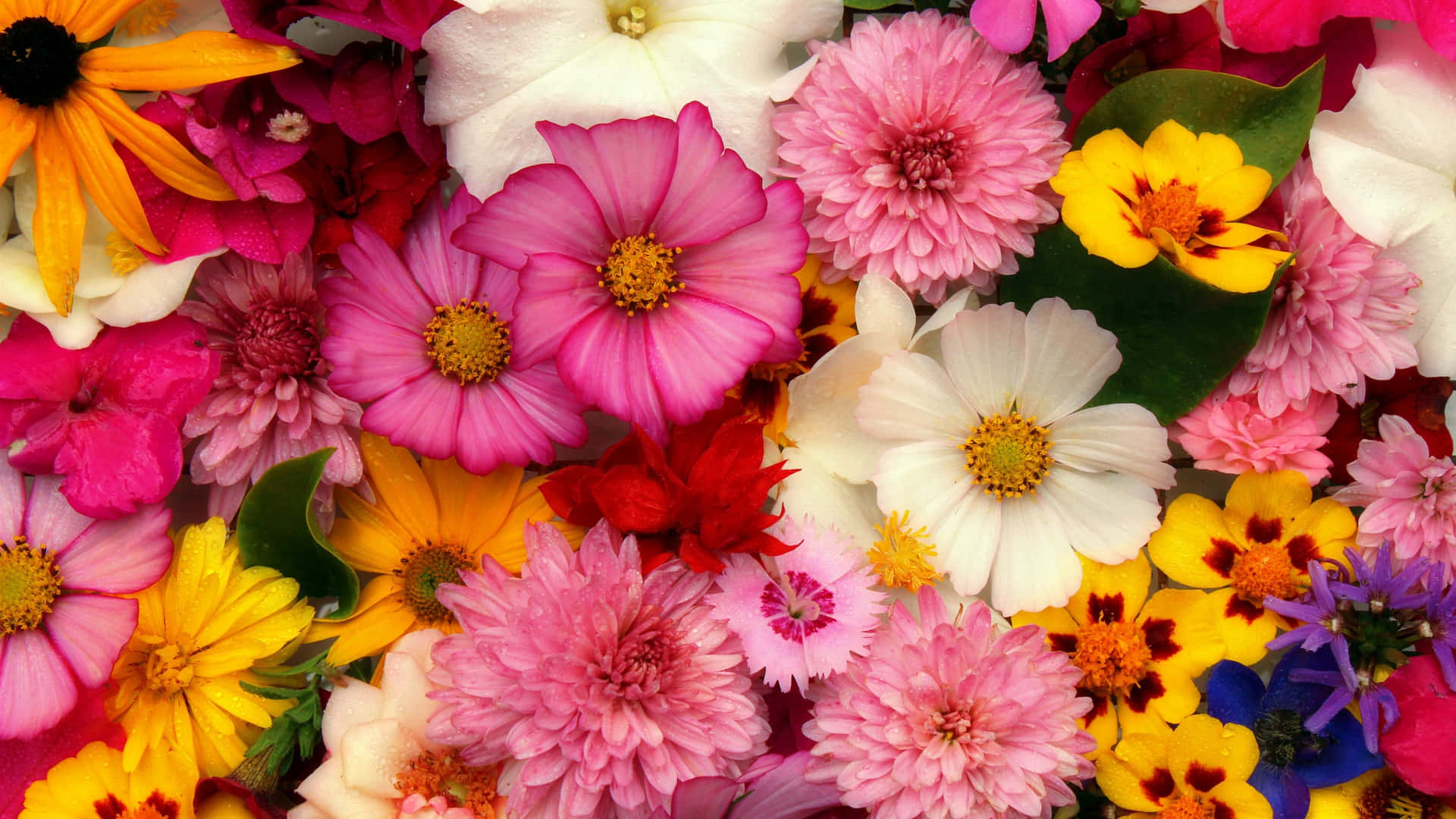 Färgglattarrangemang 4k Blomsterbakgrund.