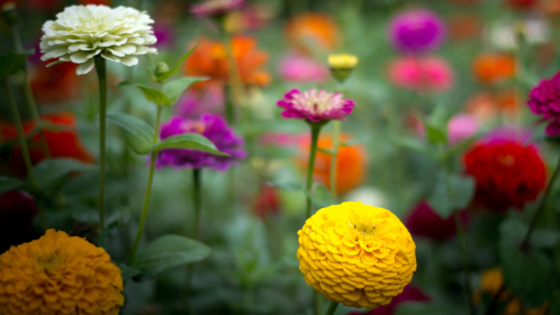 Colorful Zinnia 4K Flowers Background