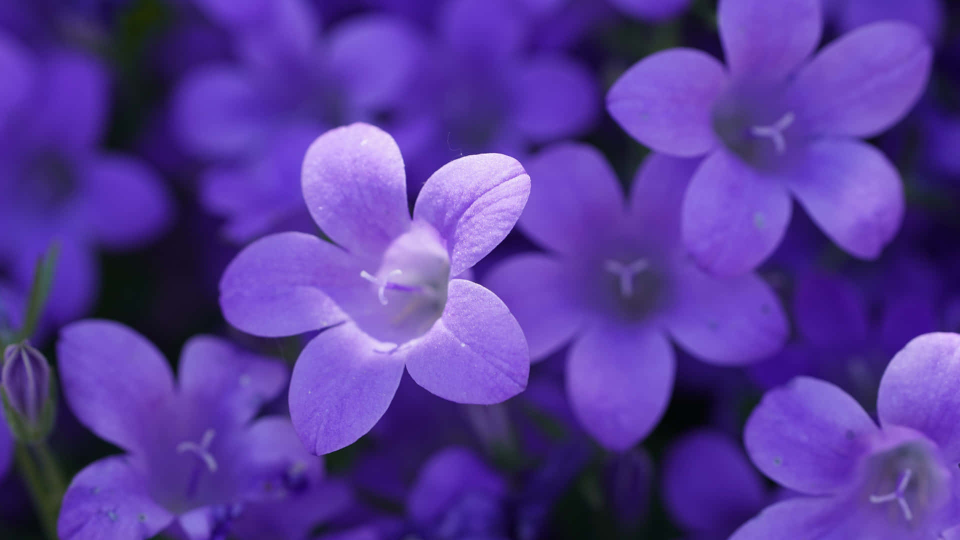 4K Violetter Blomster Baggrund til din computer