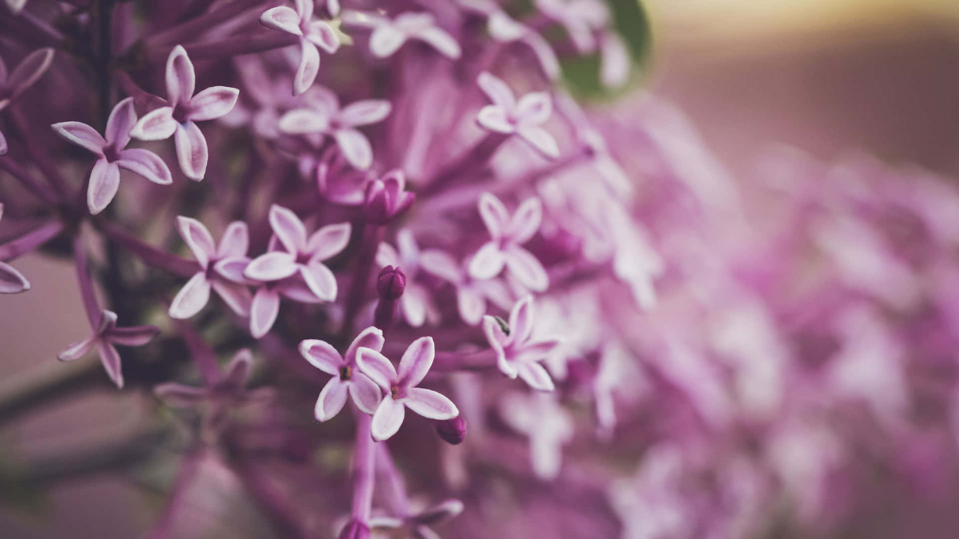 Bunke af Lilac 4K blomster baggrund