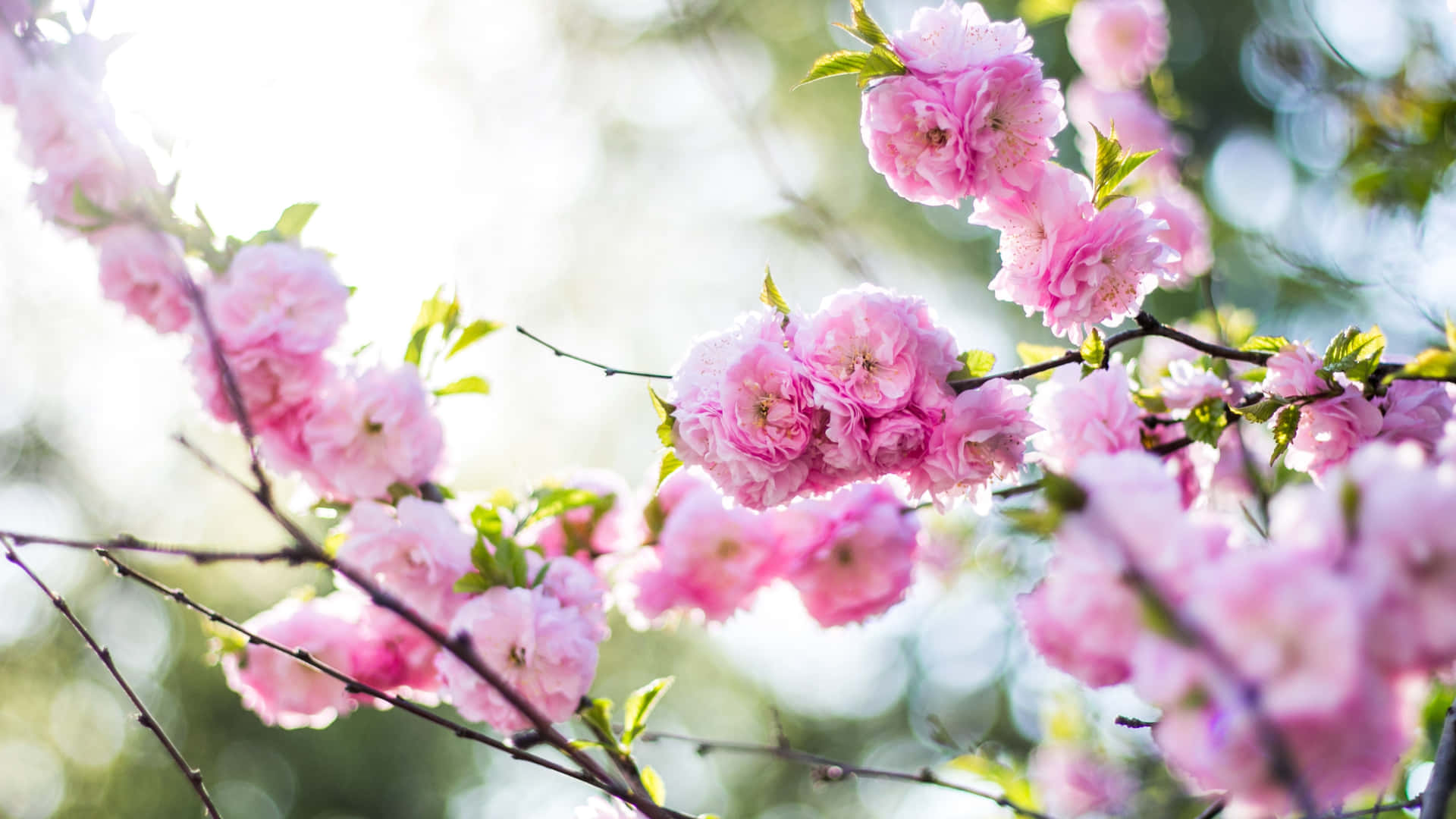 Spring Blossoms 4K Flowers Background