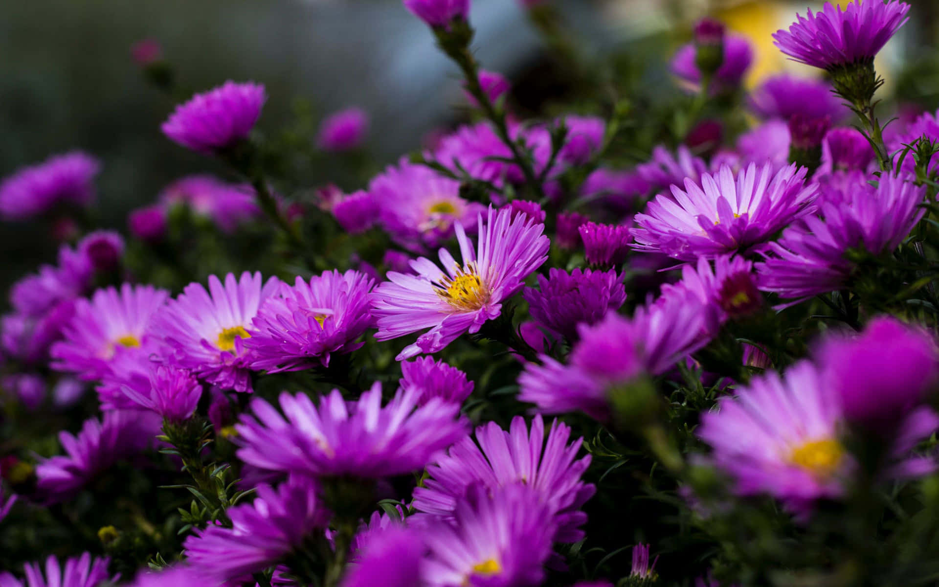 Purple Asters 4k Flowers Background
