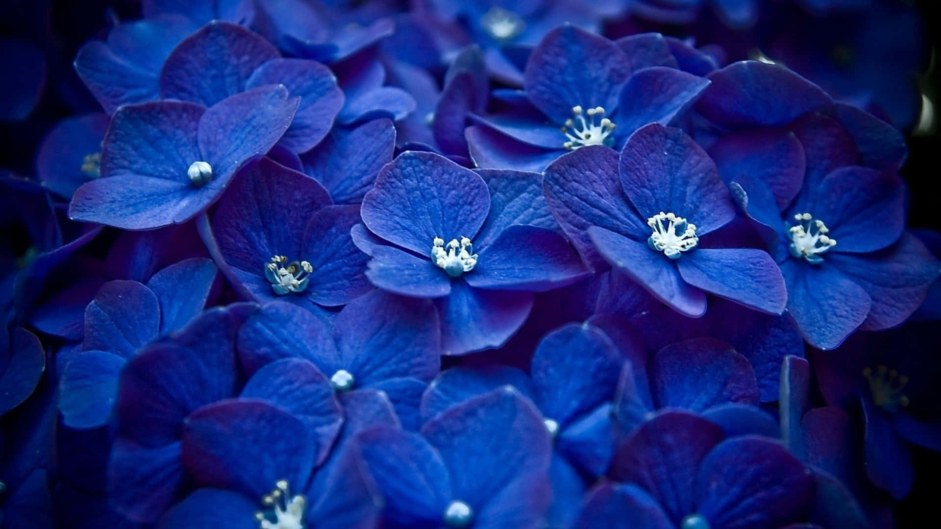 Sfondofloreale Bouquet Blu Scuro In 4k