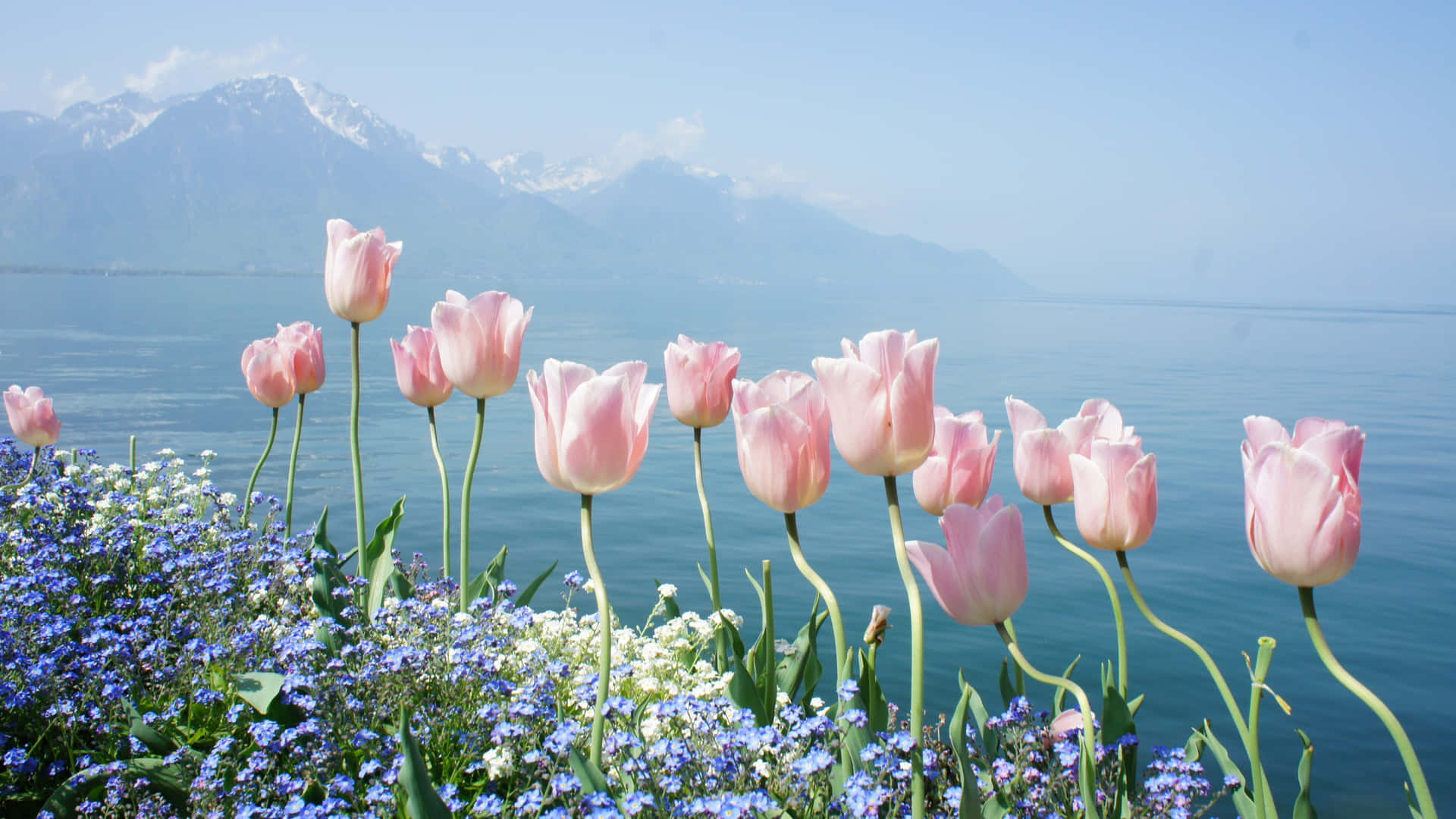 Blød Pink Tulipander 4K Blomstbaggrund