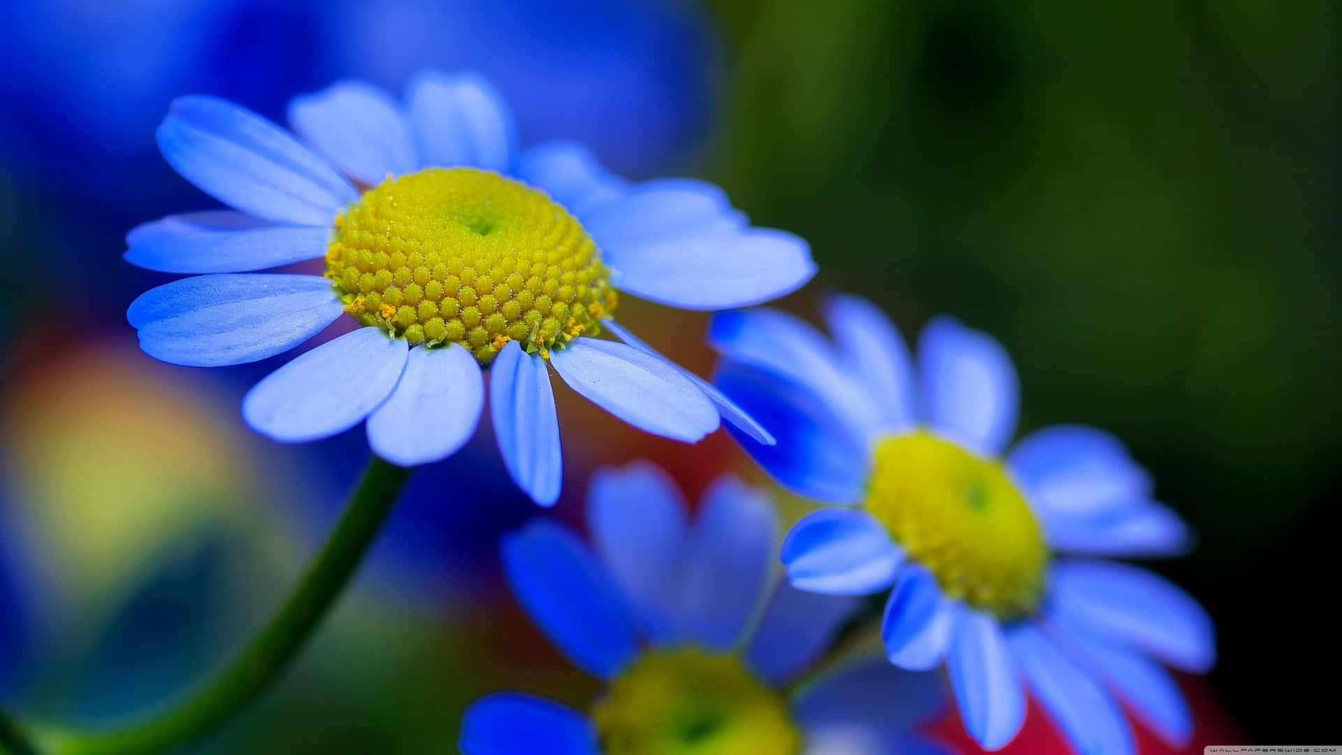 Blå blomster tapet HD