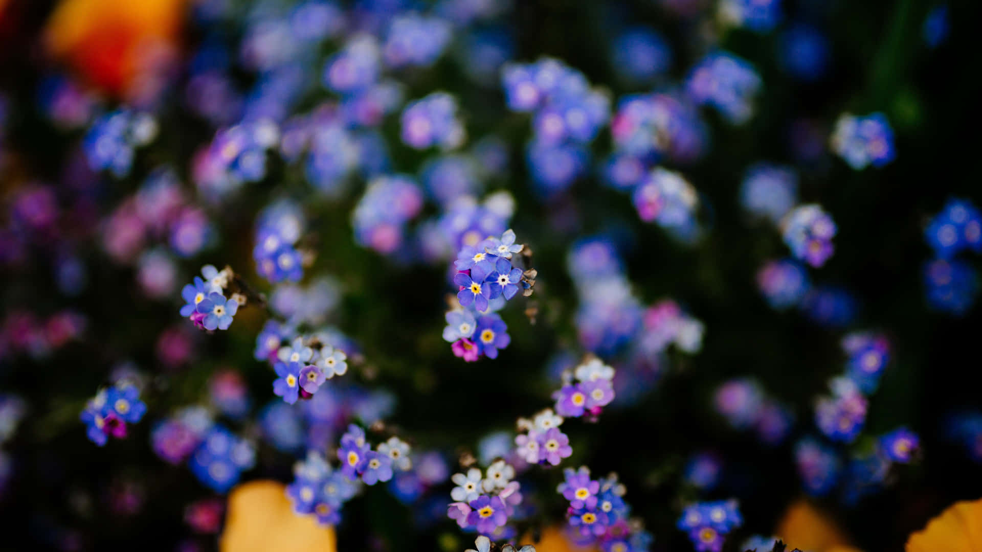 Forget-me-not 4k Flowers Background
