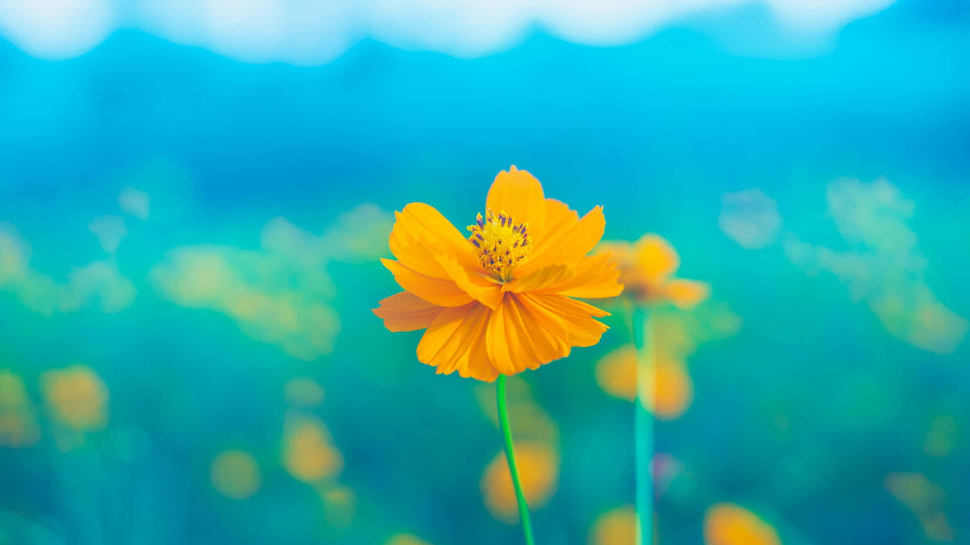 Gelbescosmos 4k Blumen Hintergrund