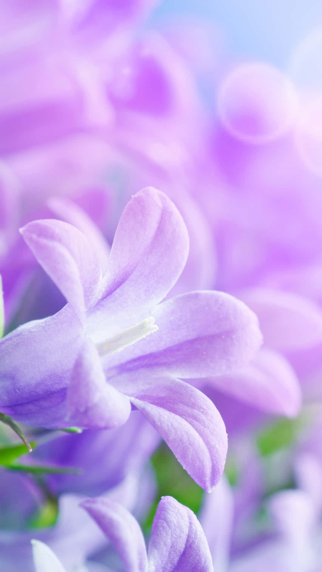 Lilac 4K Flowers Background