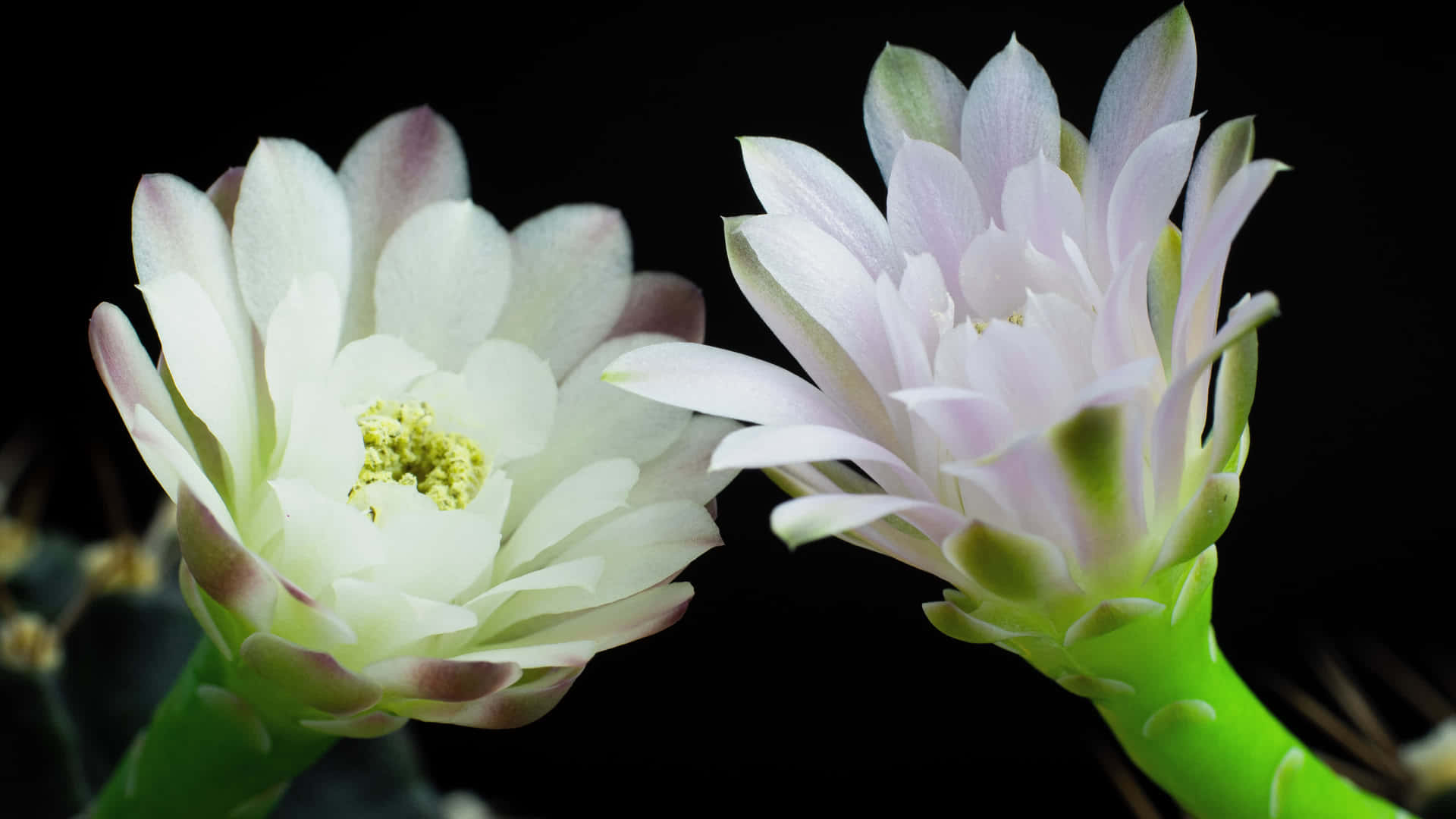 Brotesde Flores Blancas En Fondo De Flores En 4k