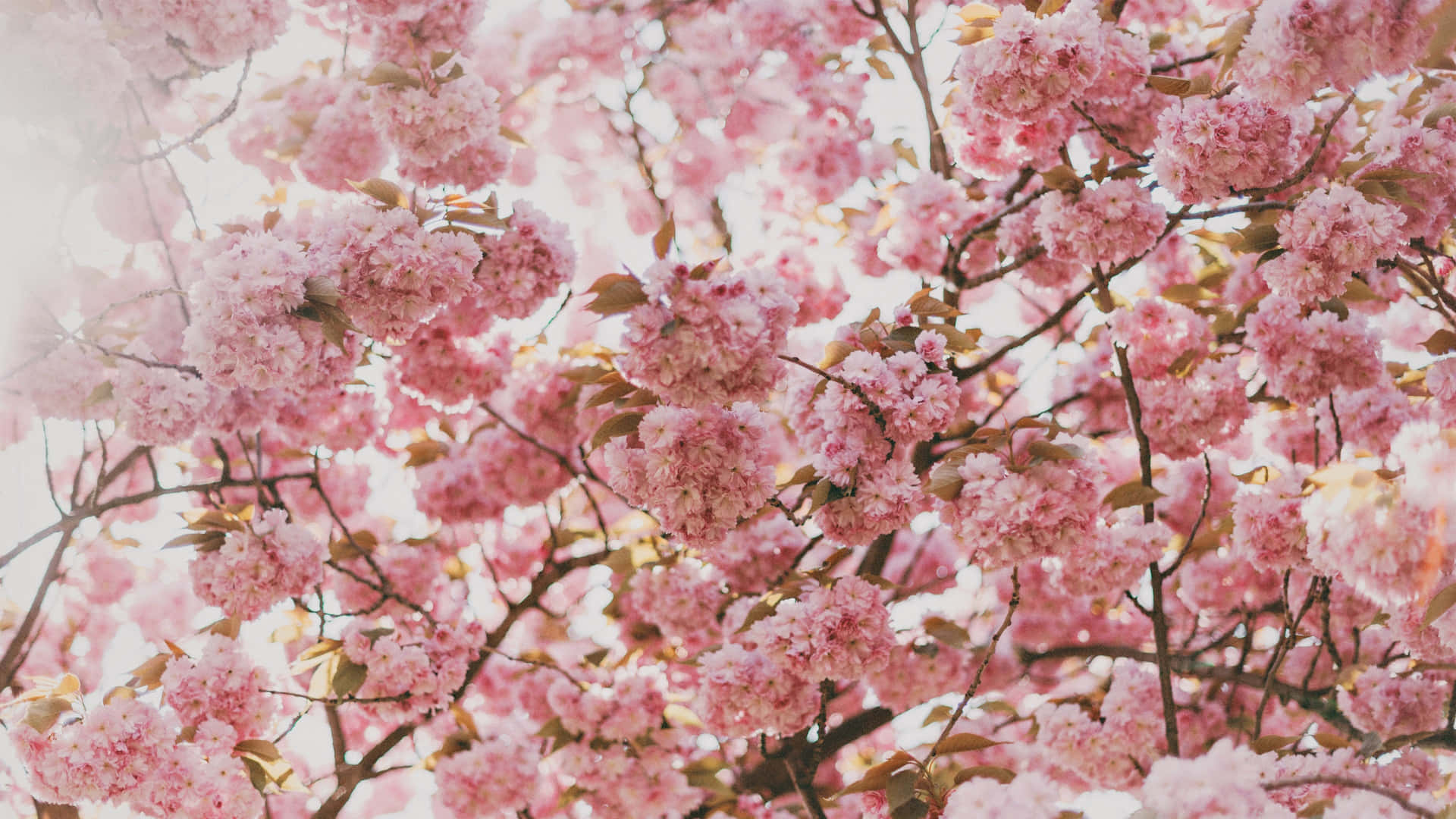 Cherry Blossom Tree 4k Flowers Background