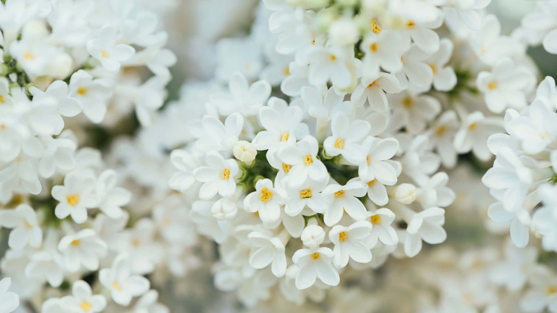 Cluster Of 4K White Flowers Background