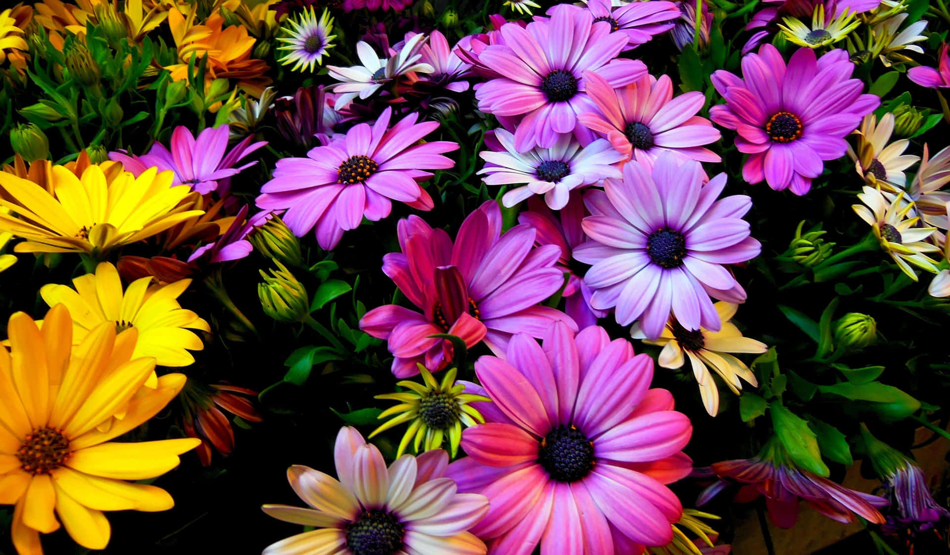 African Daisies 4K Flowers Background