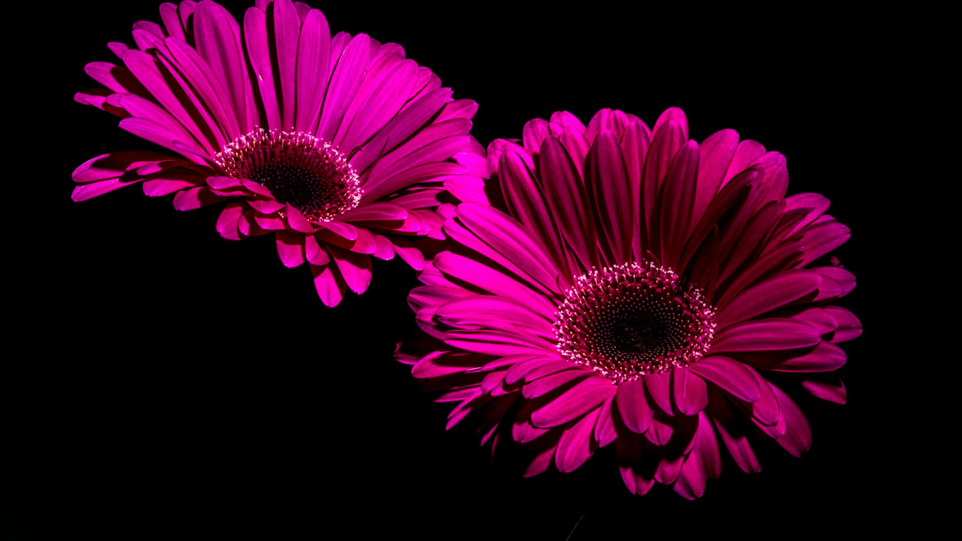 Magenta Gerbera Daisy 4K Flowers Background