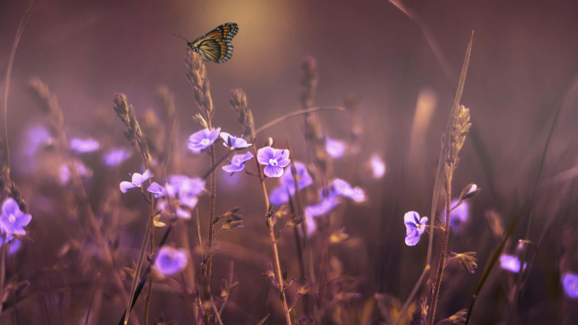 Wiesemit 4k Blumen Hintergrund