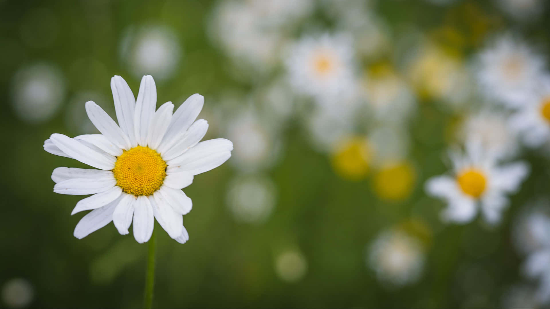 White Daisy 4k Flowers Background