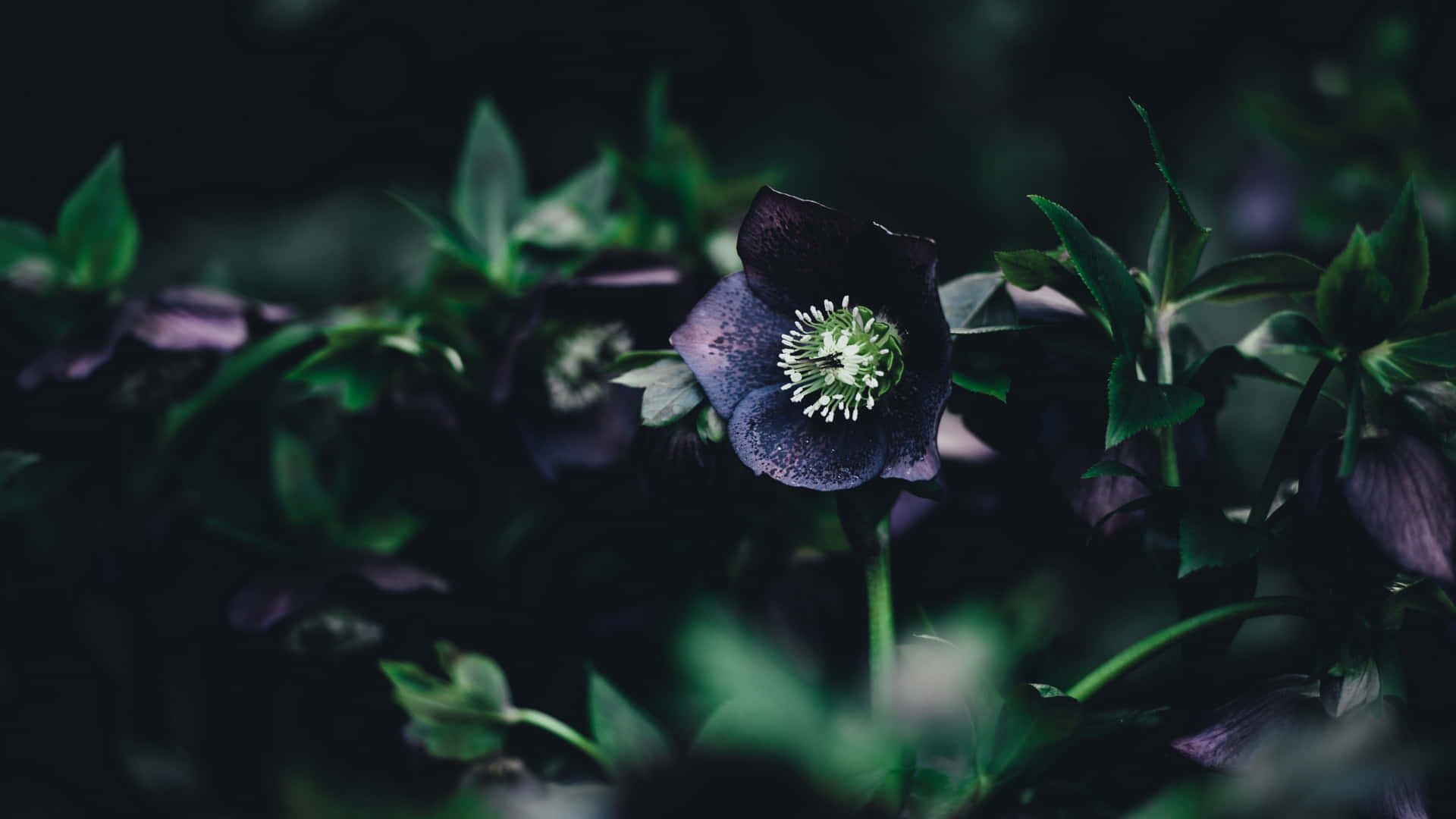 Black Hellebore 4K Flowers Background