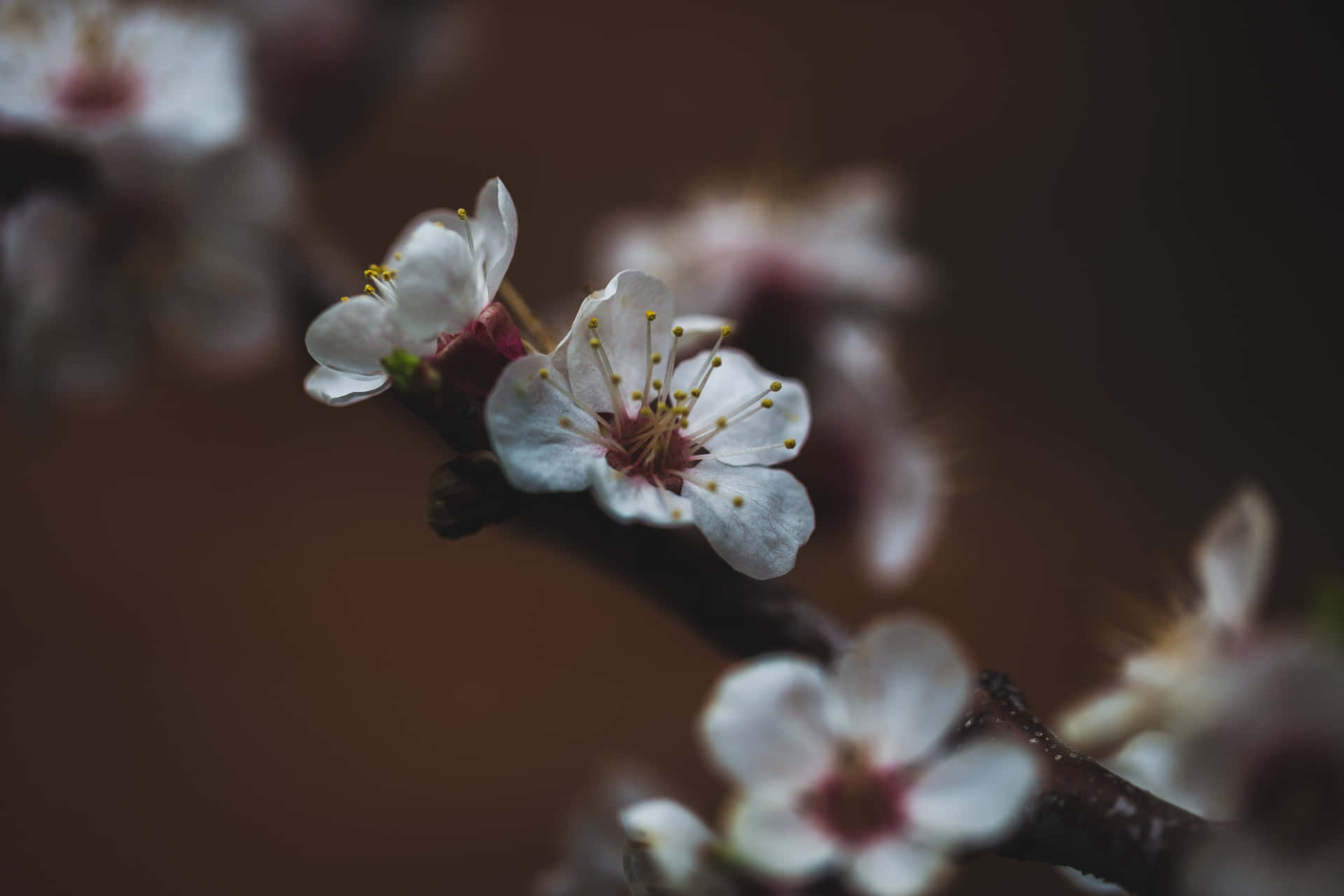 Cherry Blossom Attached To Branch 4k Flowers Background