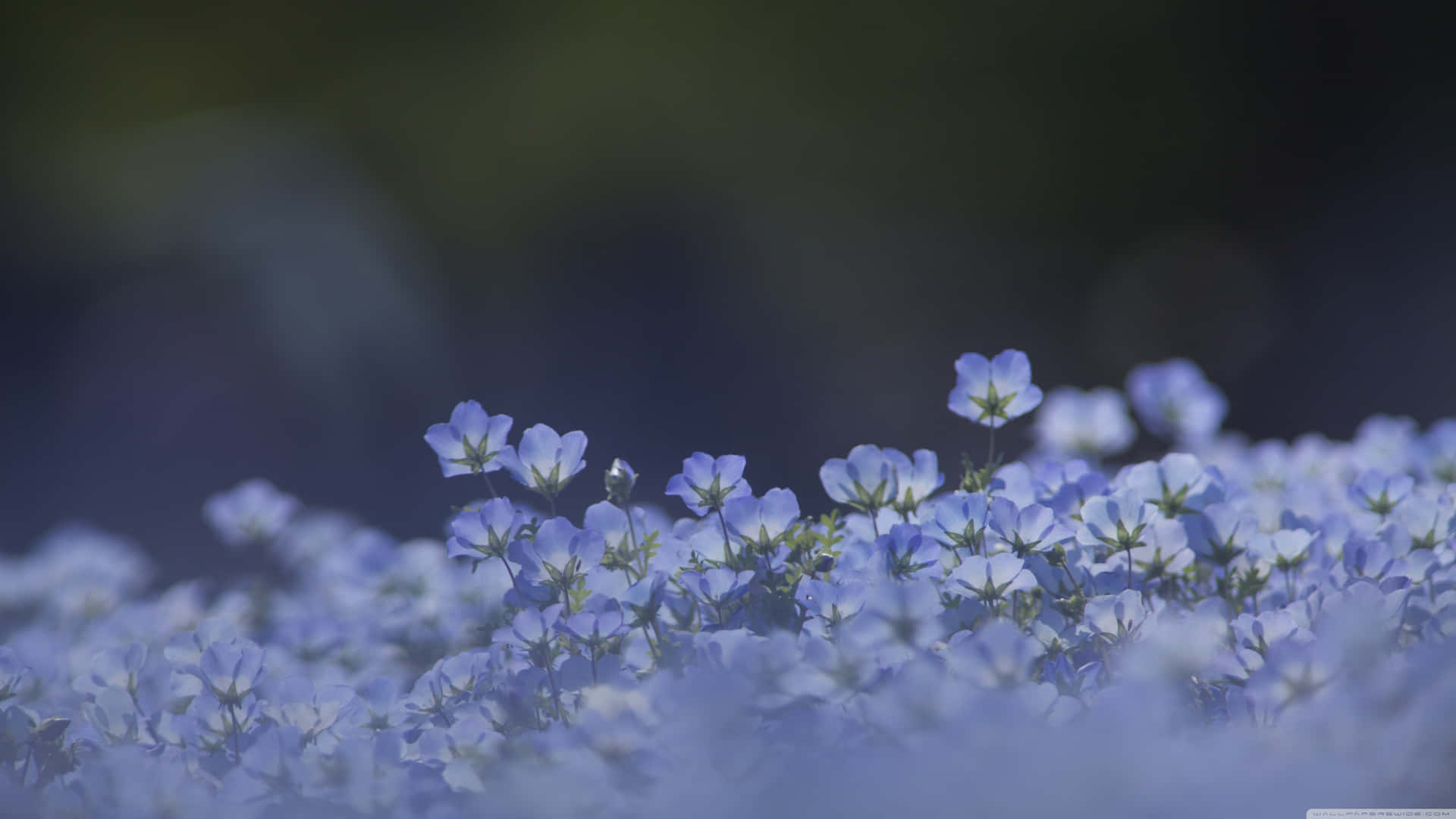 Blå blomster i feltet med en sløret baggrund