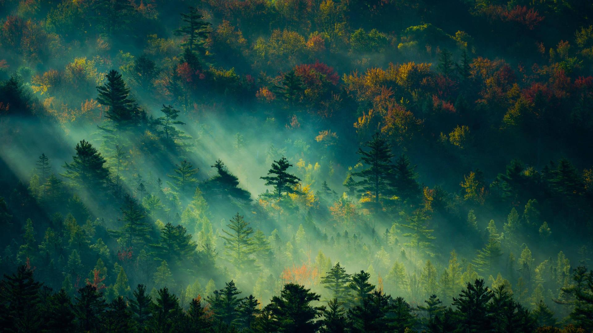 4k Forest Painting Wallpaper