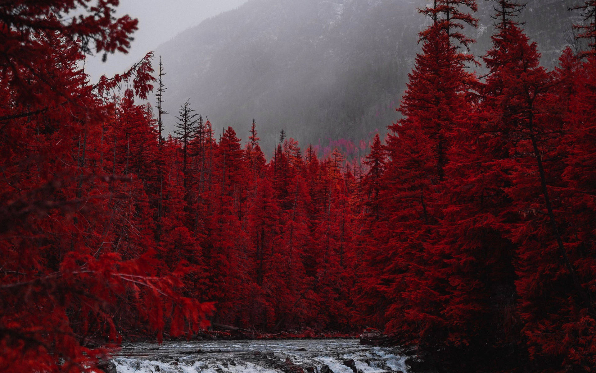 4k Forest With Red Trees Wallpaper