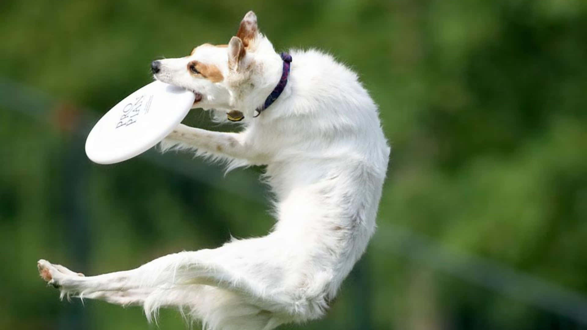 A White Dog Catching A Frisbee