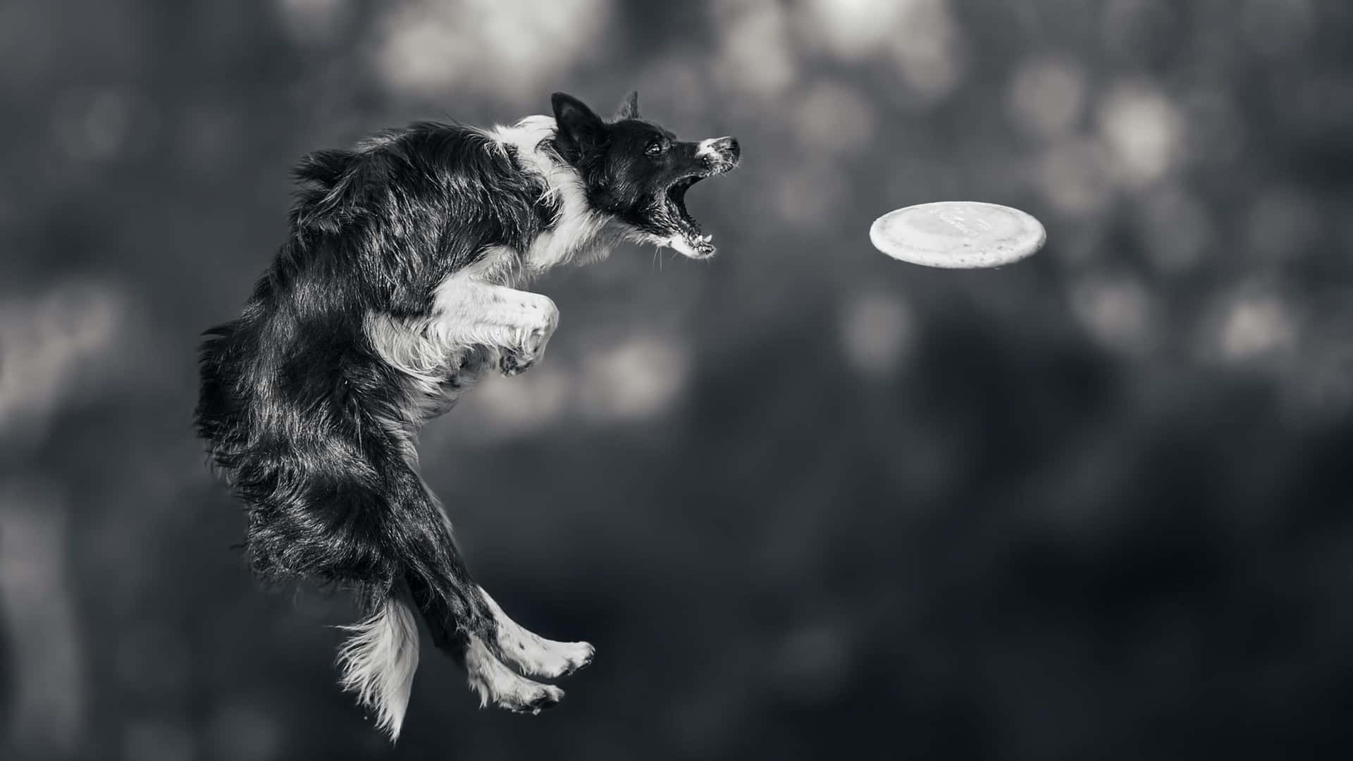 Enhund Hoppar Upp För Att Fånga En Frisbee.