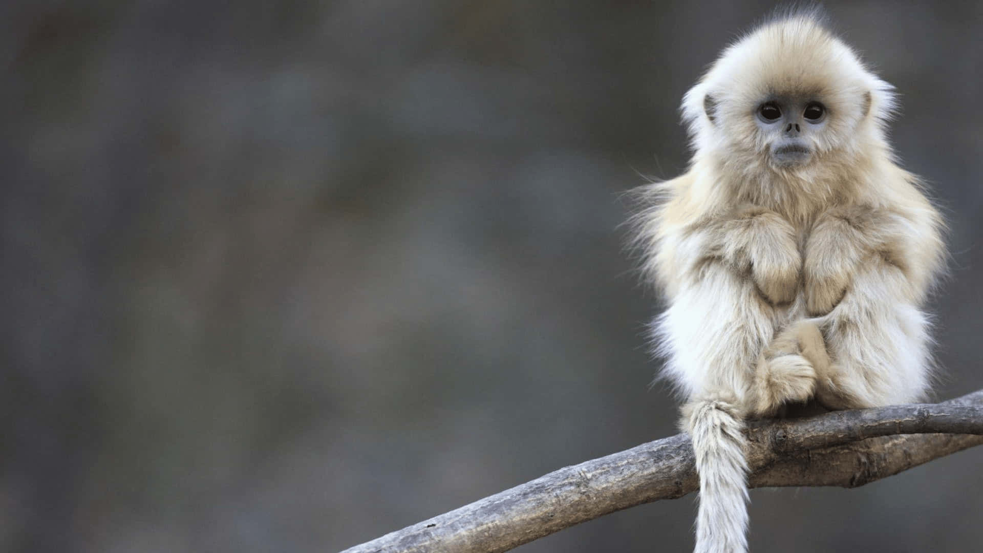 4kbakgrundsbild Med En Vit Baby Gibbon