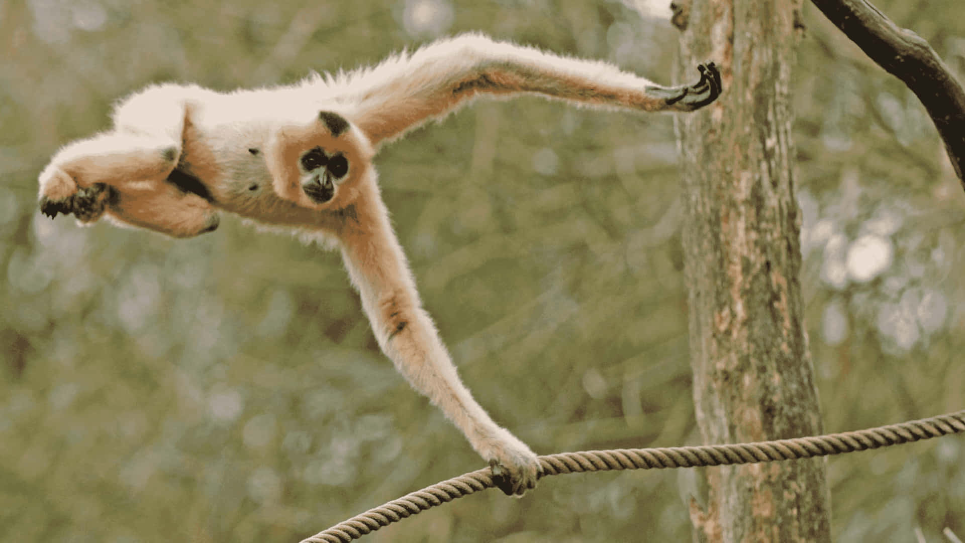 Affascinanteimmagine Di Un Gibbone In Risoluzione 4k.