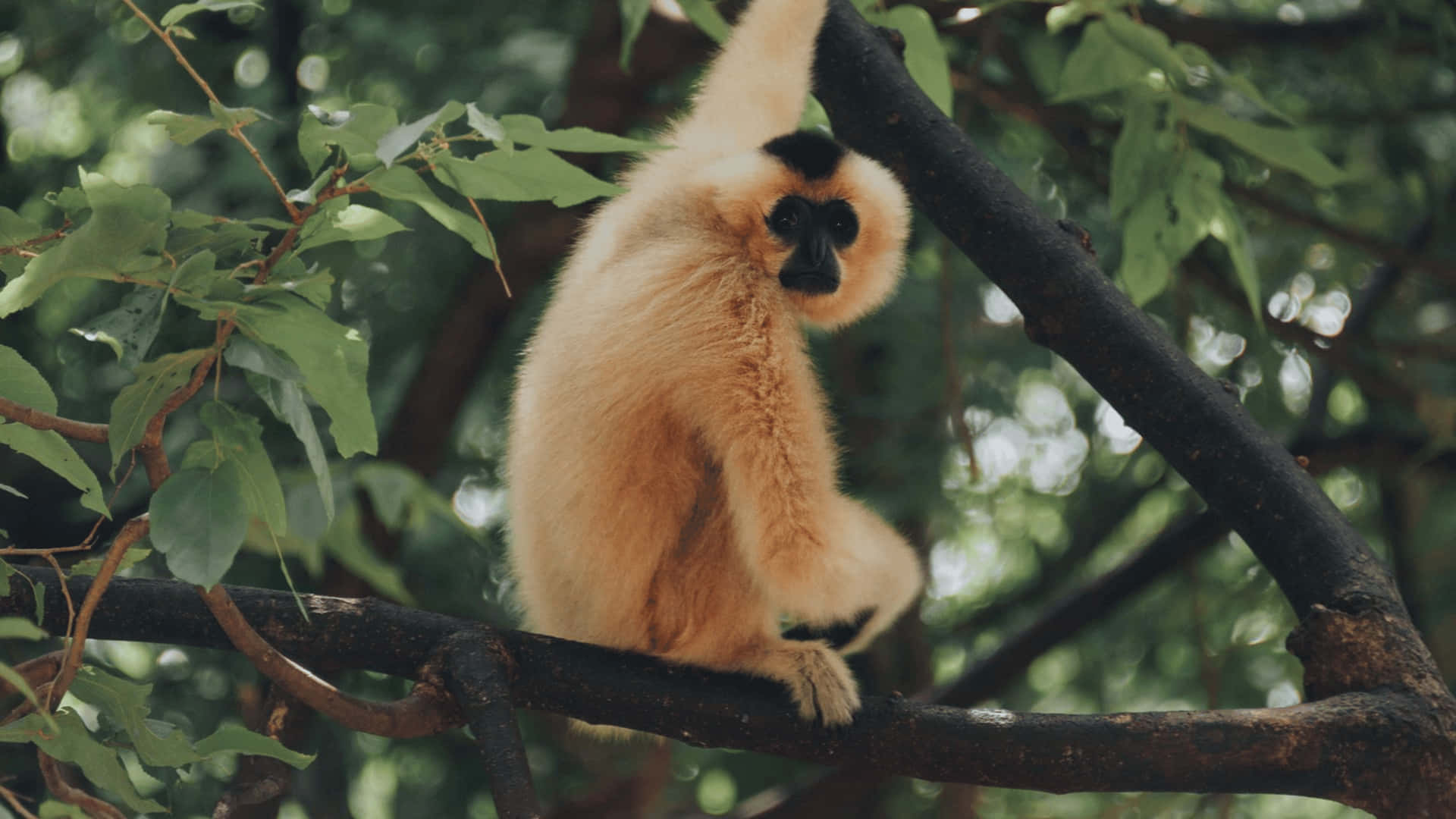 4K Gibbon With Dark Face Background