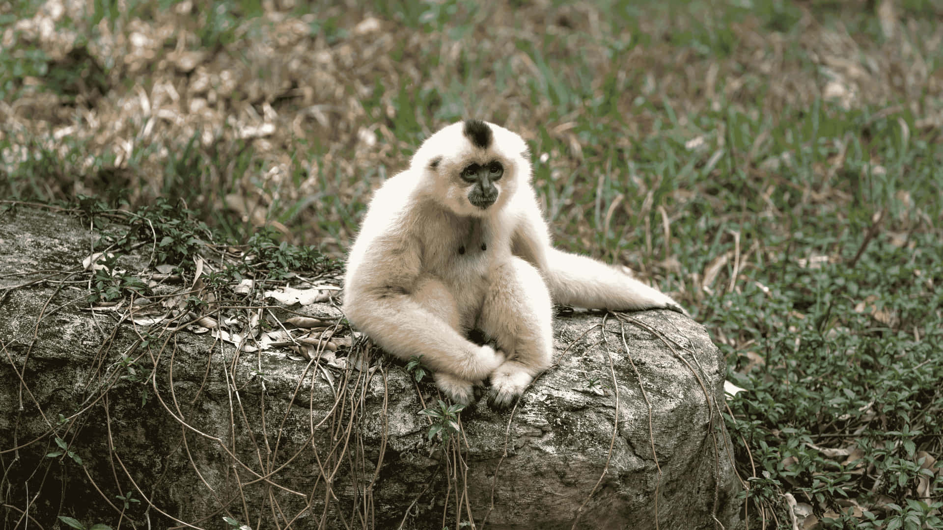 4kbakgrund Med Gibbon Som Sitter På Sten