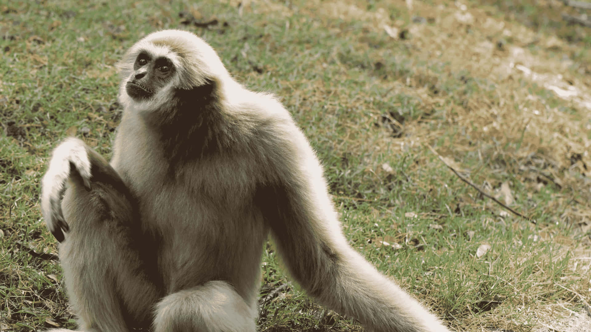 4kbakgrundsbild Av En Gibbon Som Tittar Uppåt