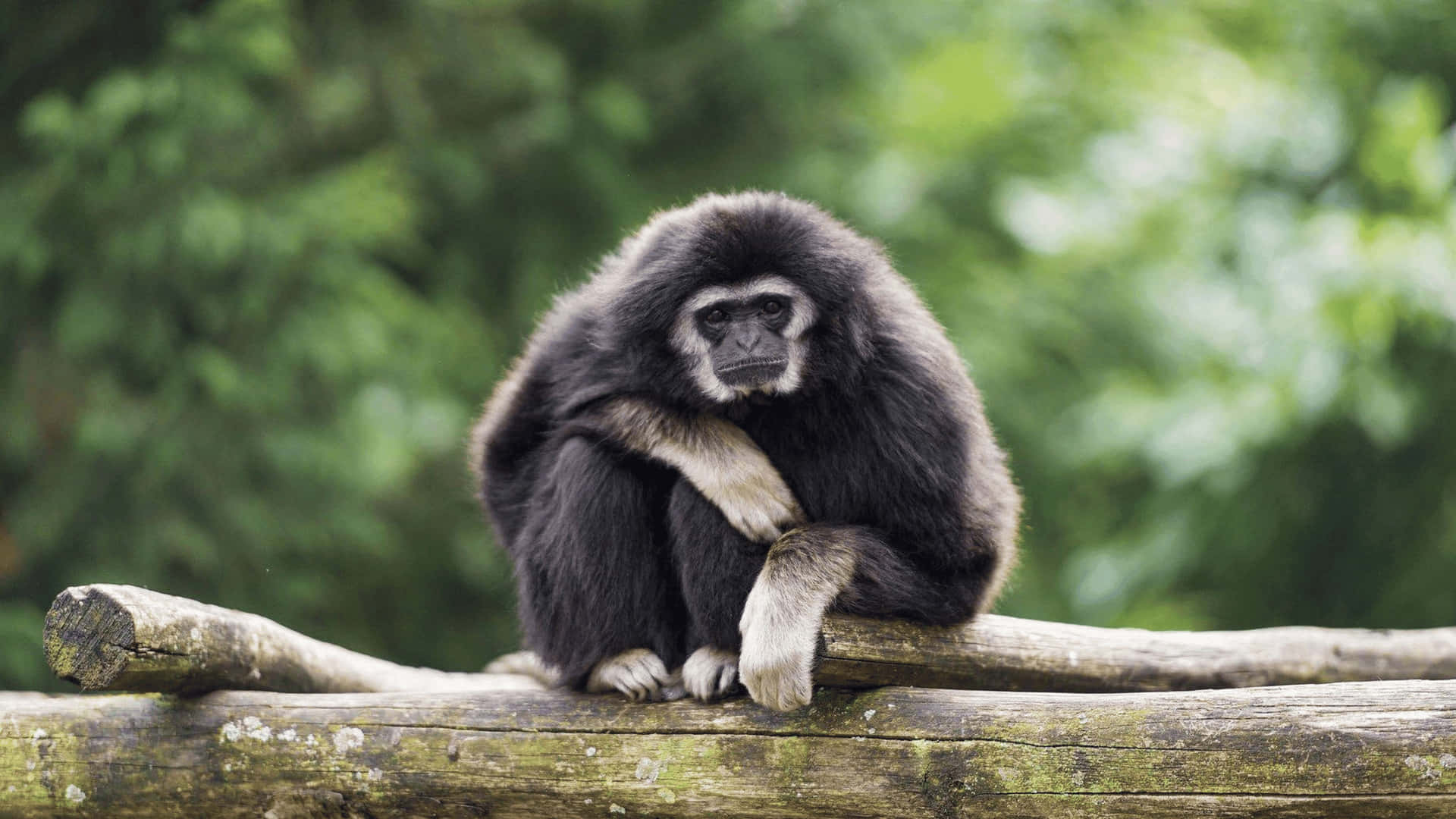4K Gibbon On Tree Log Background