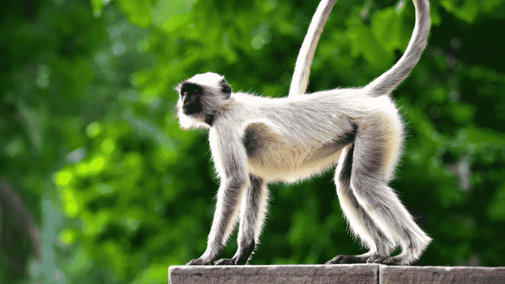 4K Gibbon With Long Tail Background