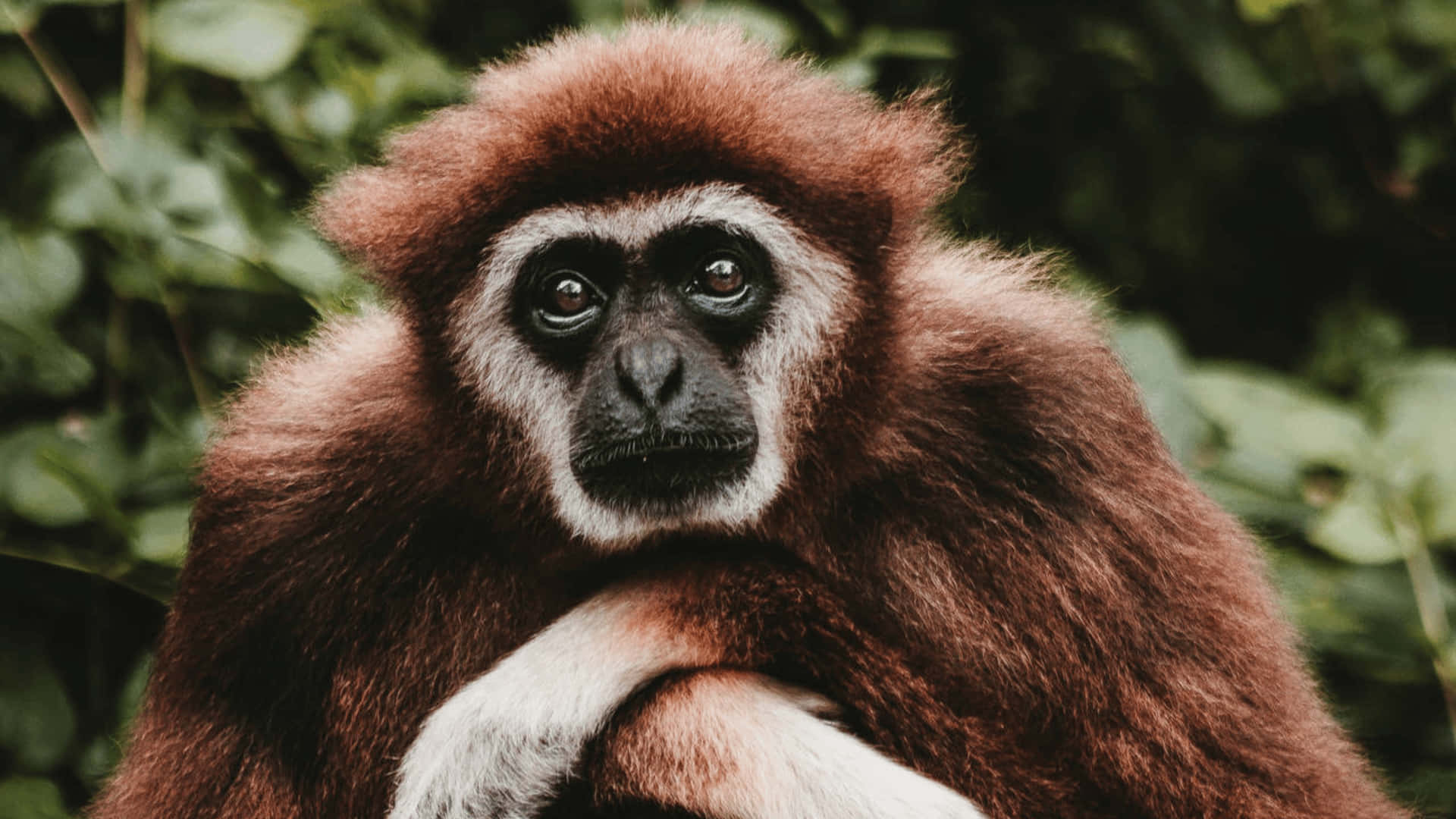 4kmörkbrun Gibbon Bakgrundsbild.
