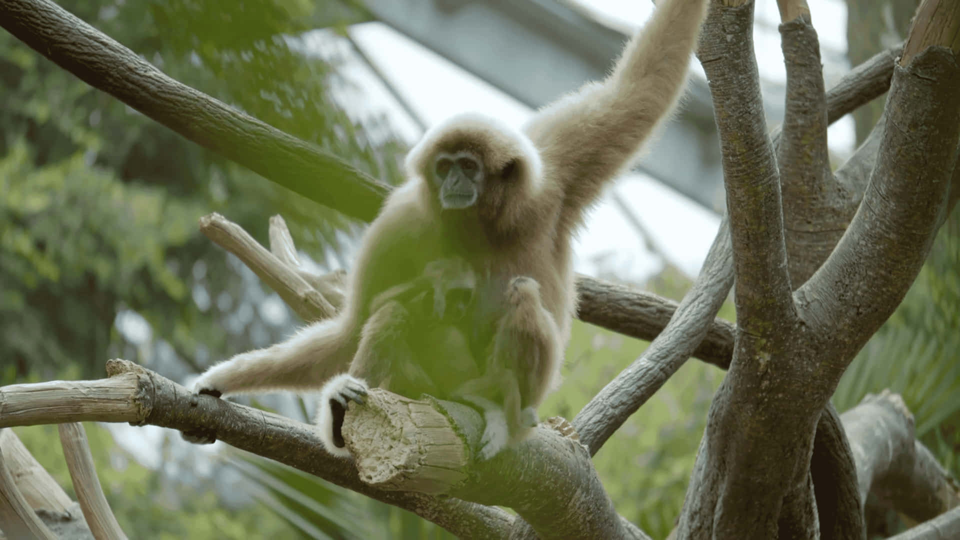 4k Gibbon On Cut Off Branch Background