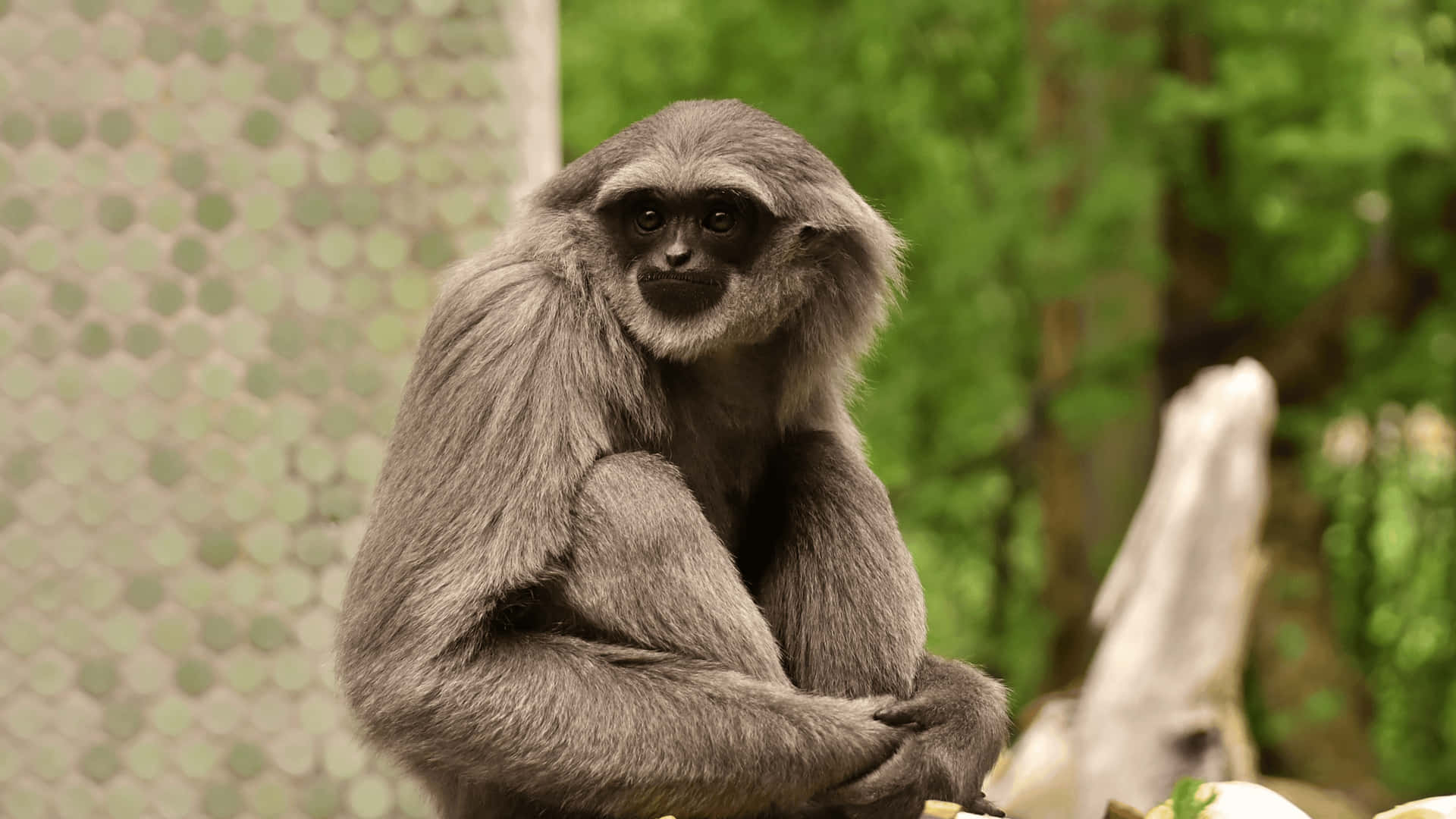 4K Silver Gibbon Background