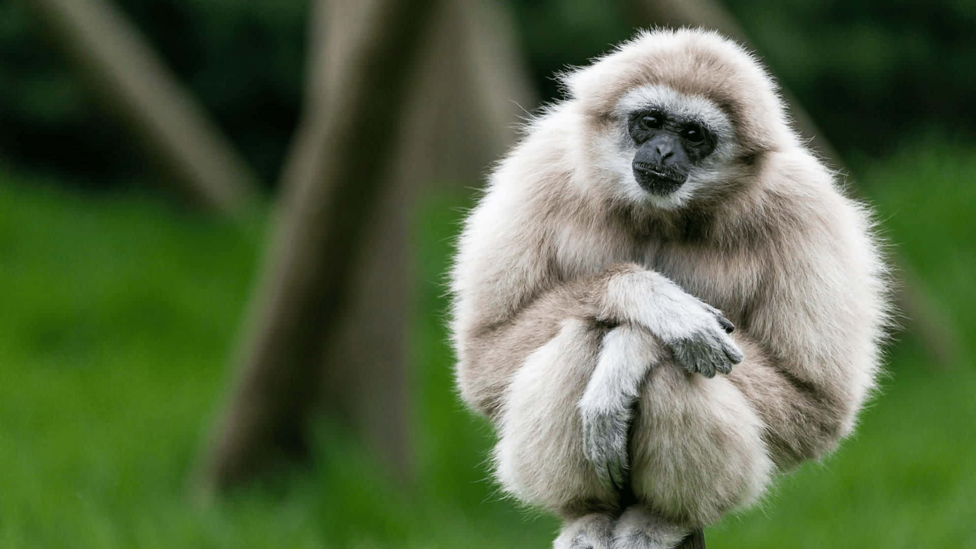 4kbakgrundsbild Med En Gibbon Med Lutat Huvud.