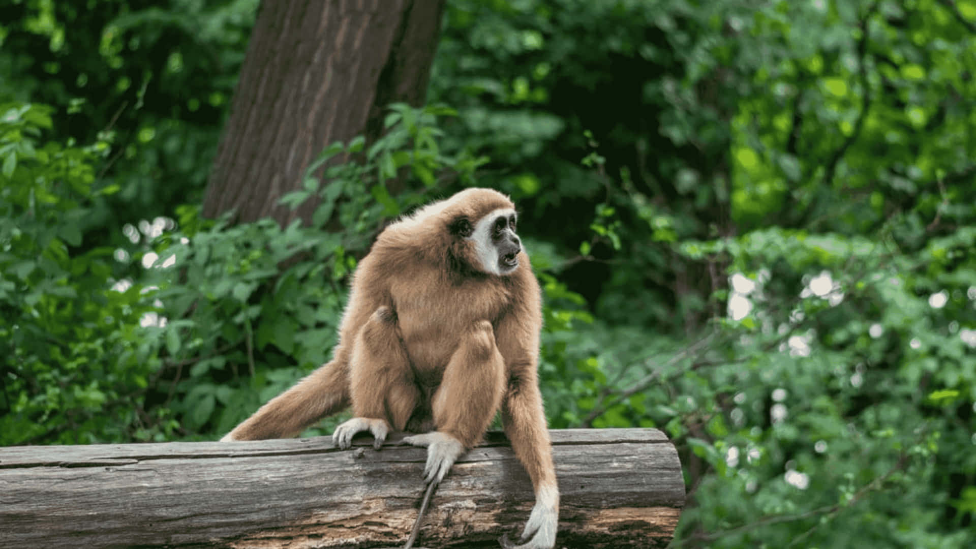4kbrun Gibbon På Loggbakgrund